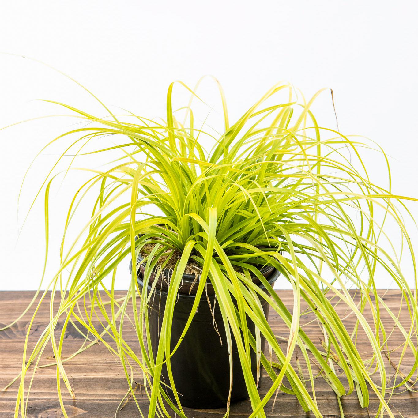 Carex oshimensis 'Everillo' PP#21,002 ~ Monrovia® EverColor® Everillo Sedge