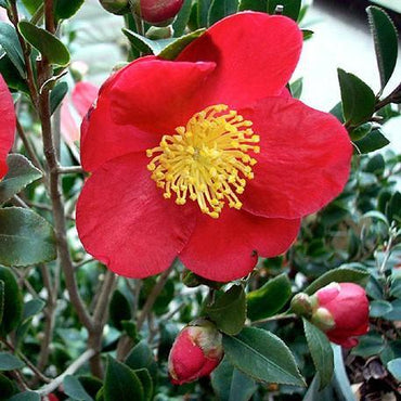 Camellia sasanqua 'Yuletide' ~ Monrovia® Yuletide Camellia