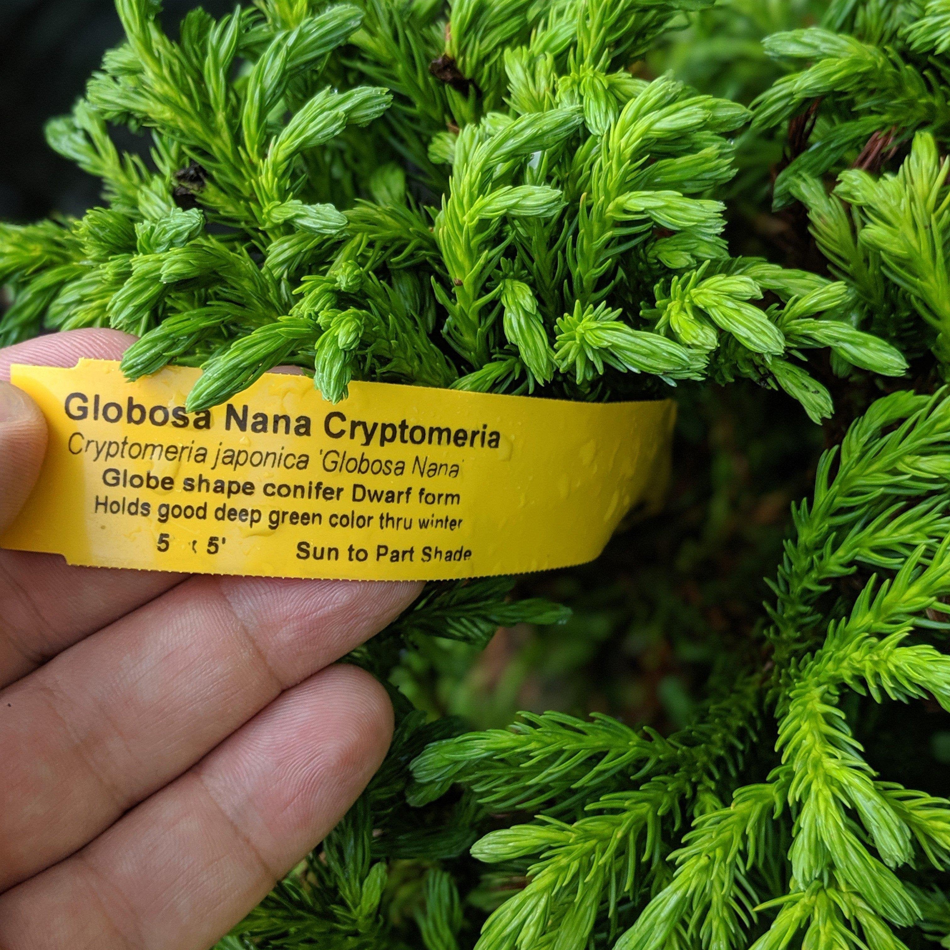 Cryptomeria japonica 'Globosa Nana' ~ Monrovia® Dwarf Japanese Cedar