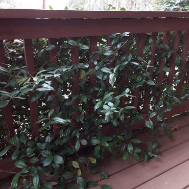 Trachelospermum jasminoides ~ Monrovia® Confederate Jasmine, Star Jasmine