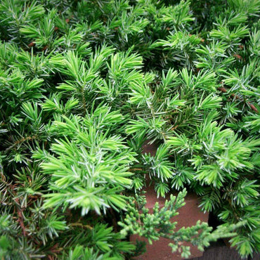 Juniperus conferta 'Blue Pacific' ~ Monrovia® Blue Pacific Shore Juniper