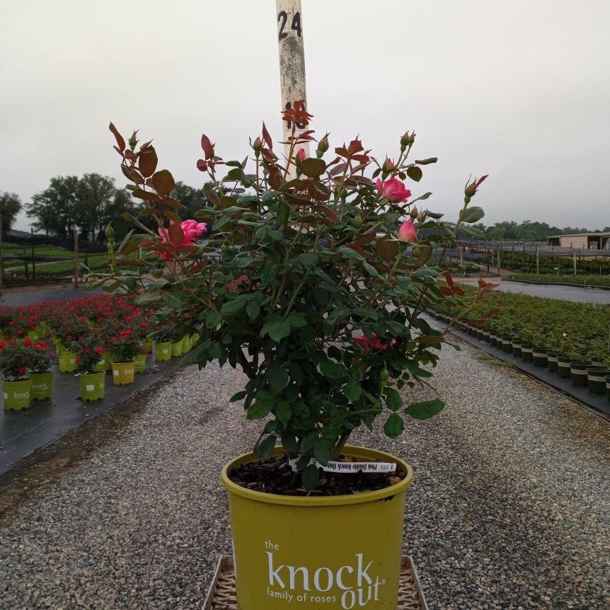 Rosa ‘Radtkopink’ PP 18,507 ~ Monrovia® Double Pink Knock Out® Rose