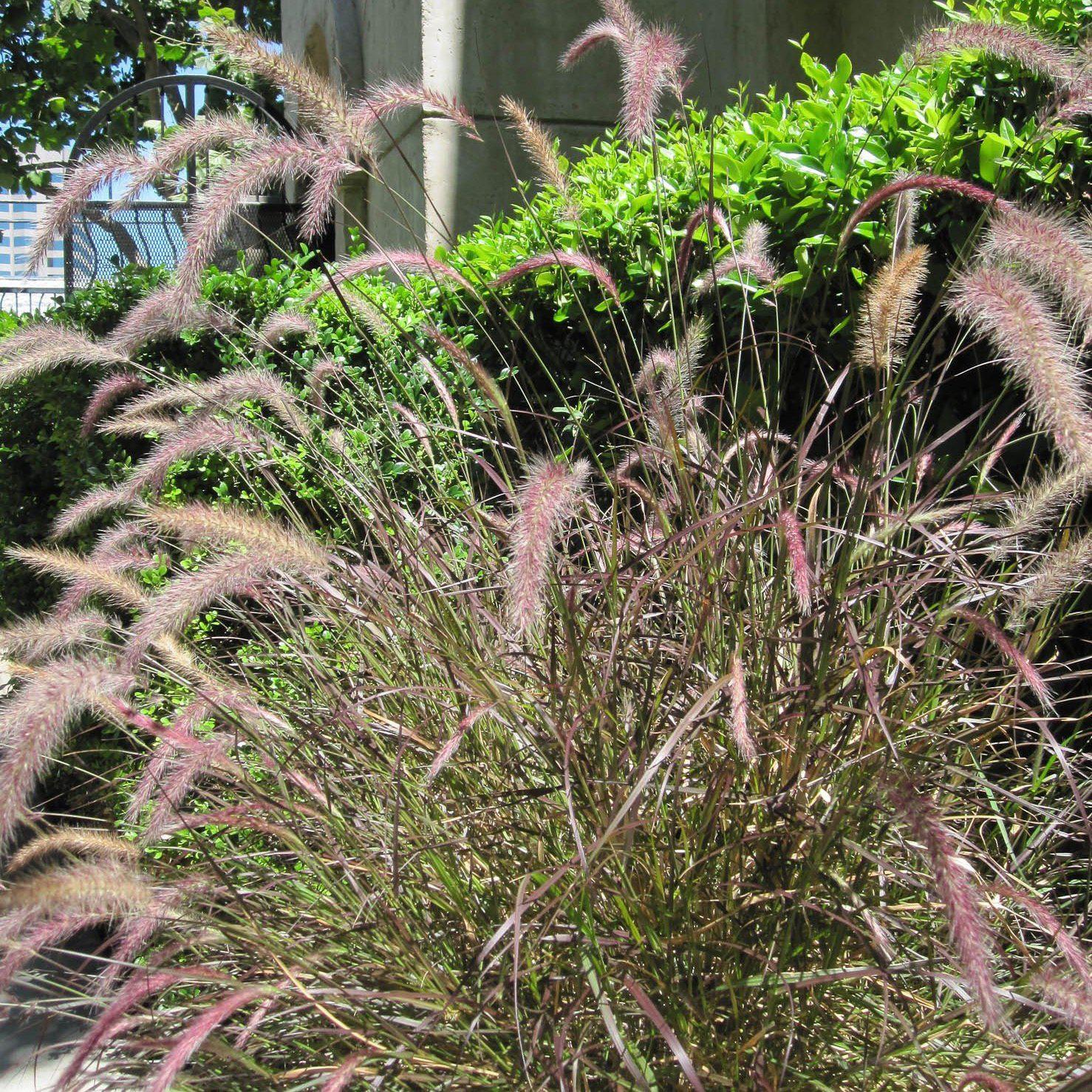 Pennisetum orientale 'Karley Rose' ~ Monrovia® Karley Rose Fountain Grass