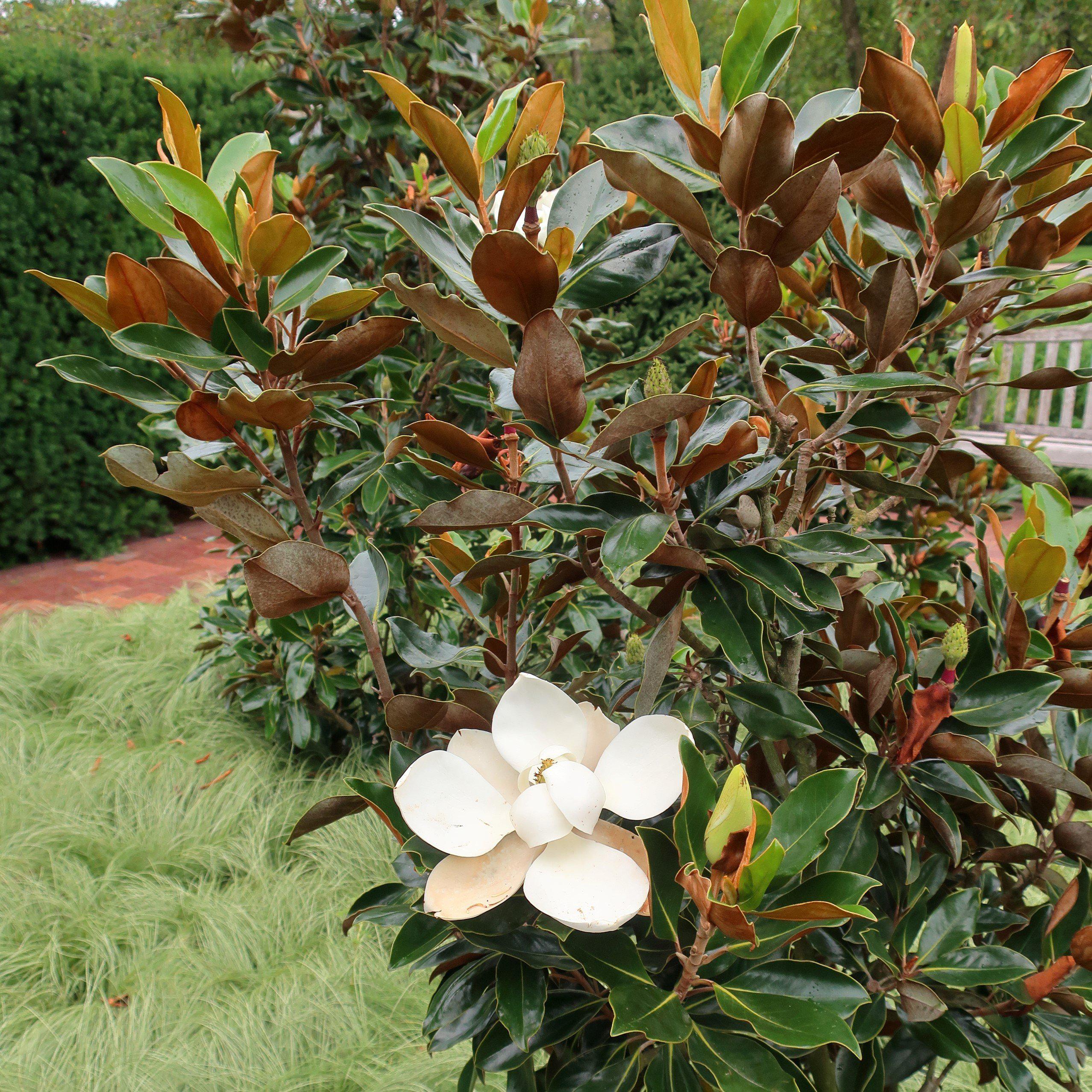 Magnolia grandiflora 'Little Gem' ~ Monrovia® Little Gem Magnolia