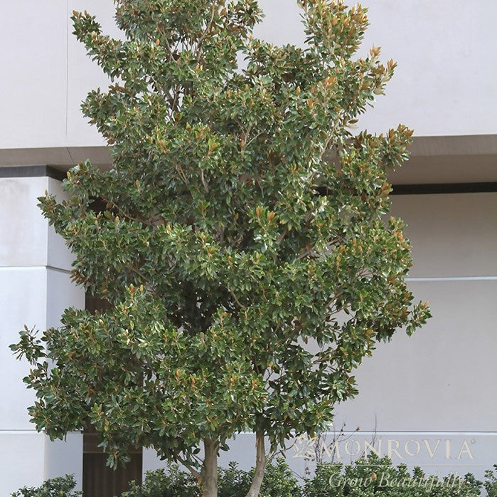 Magnolia grandiflora 'Little Gem' ~ Monrovia® Little Gem Magnolia