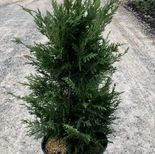 Cupressocyparis leylandii ~ Monrovia® Leyland Cypress