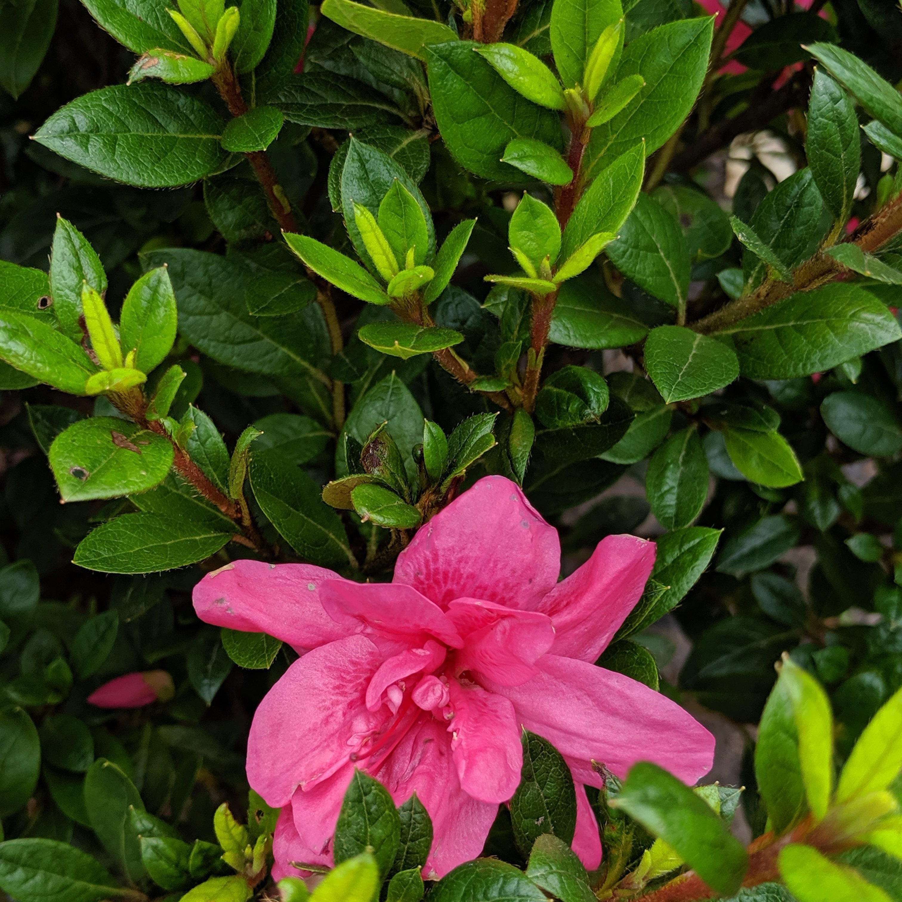 Rhododendron ‘Conles’ ~ Encore® Autumn Empress™ Azalea