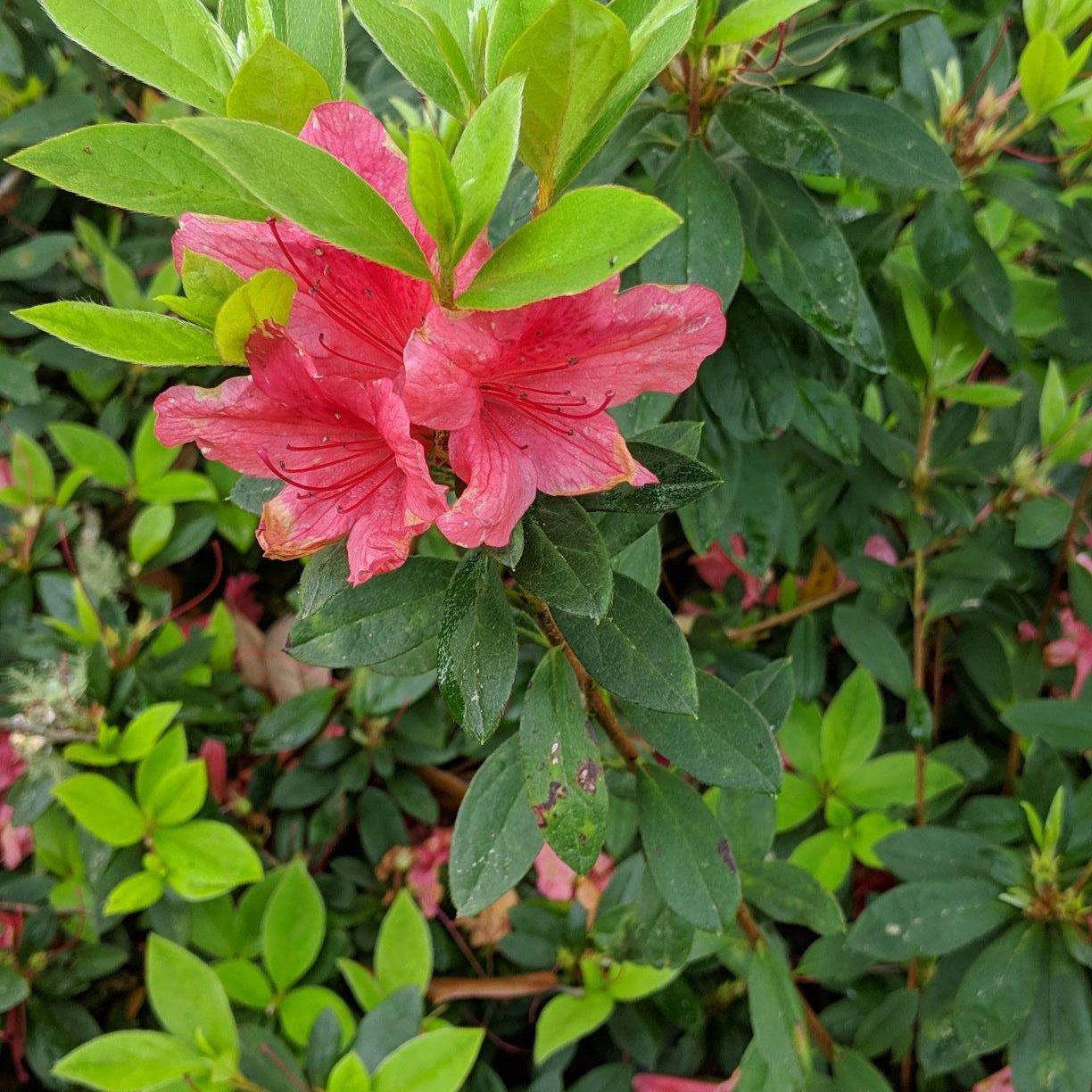 Rhododendron ‘Conled’ ~ Encore® Autumn Coral™ Azalea