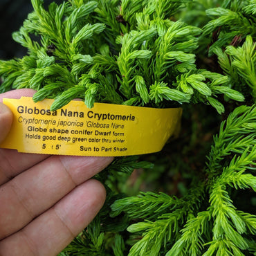 Cryptomeria japonica 'Globosa Nana' ~ Dwarf Japanese Cedar