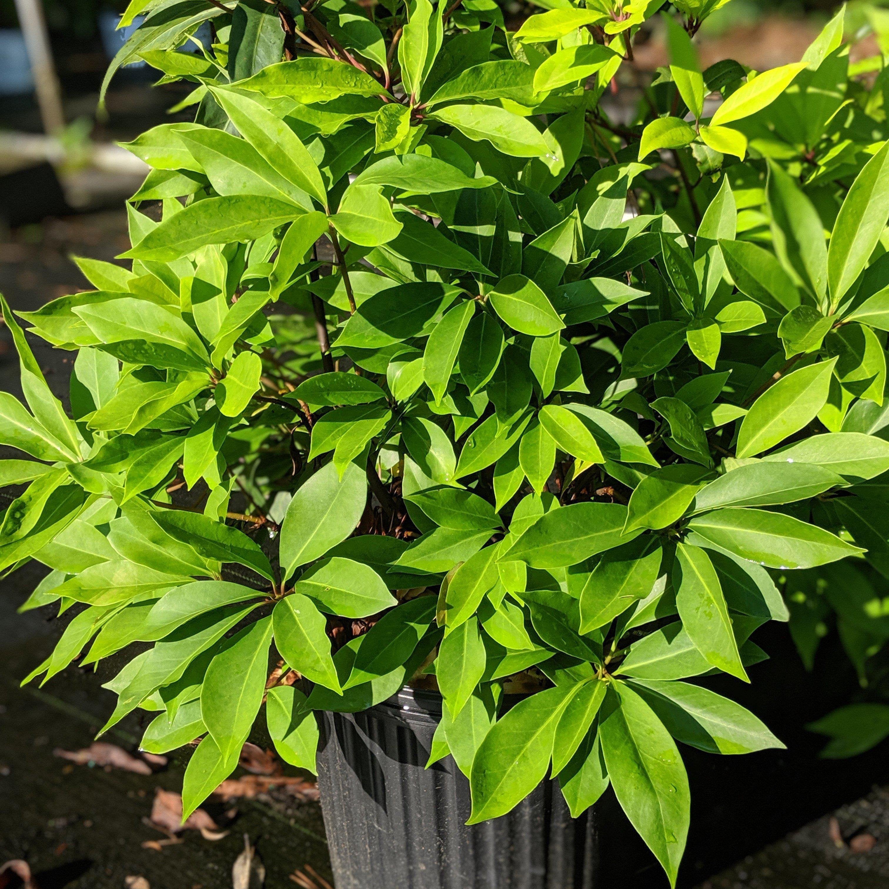 Illicium parviflorum 'Forest Green' ~ Forest Green Anise