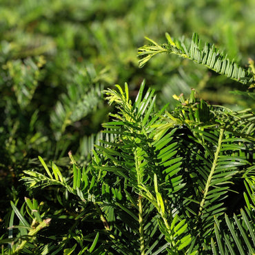 Cephalotaxus harringtonia 'Scotts Wallace' ~ 'Scotts Wallace' Japanese Plum Yew