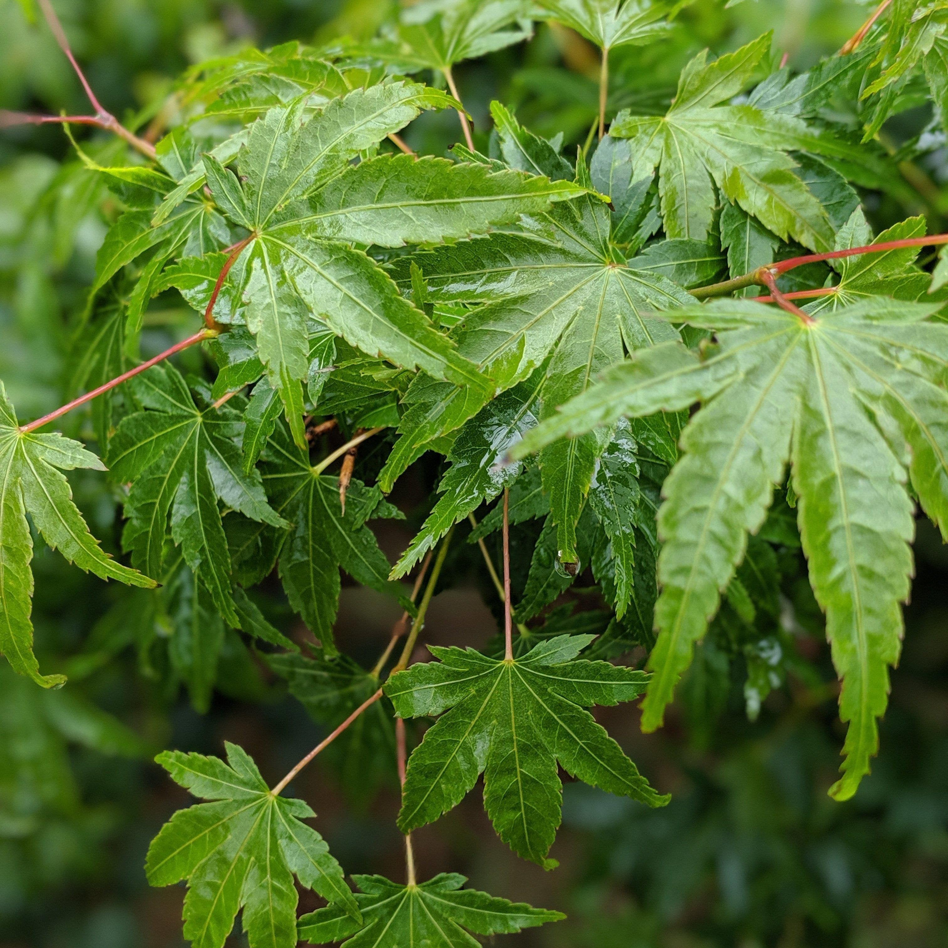 Acer palmatum 'Green'