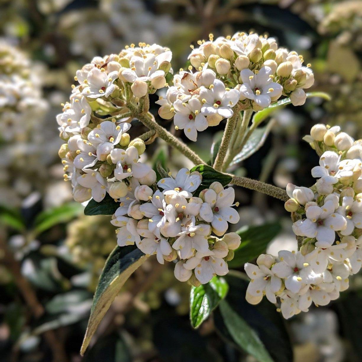 Viburnum × burkwoodii 'Conoy' ~ Conoy Burkwood Viburnum