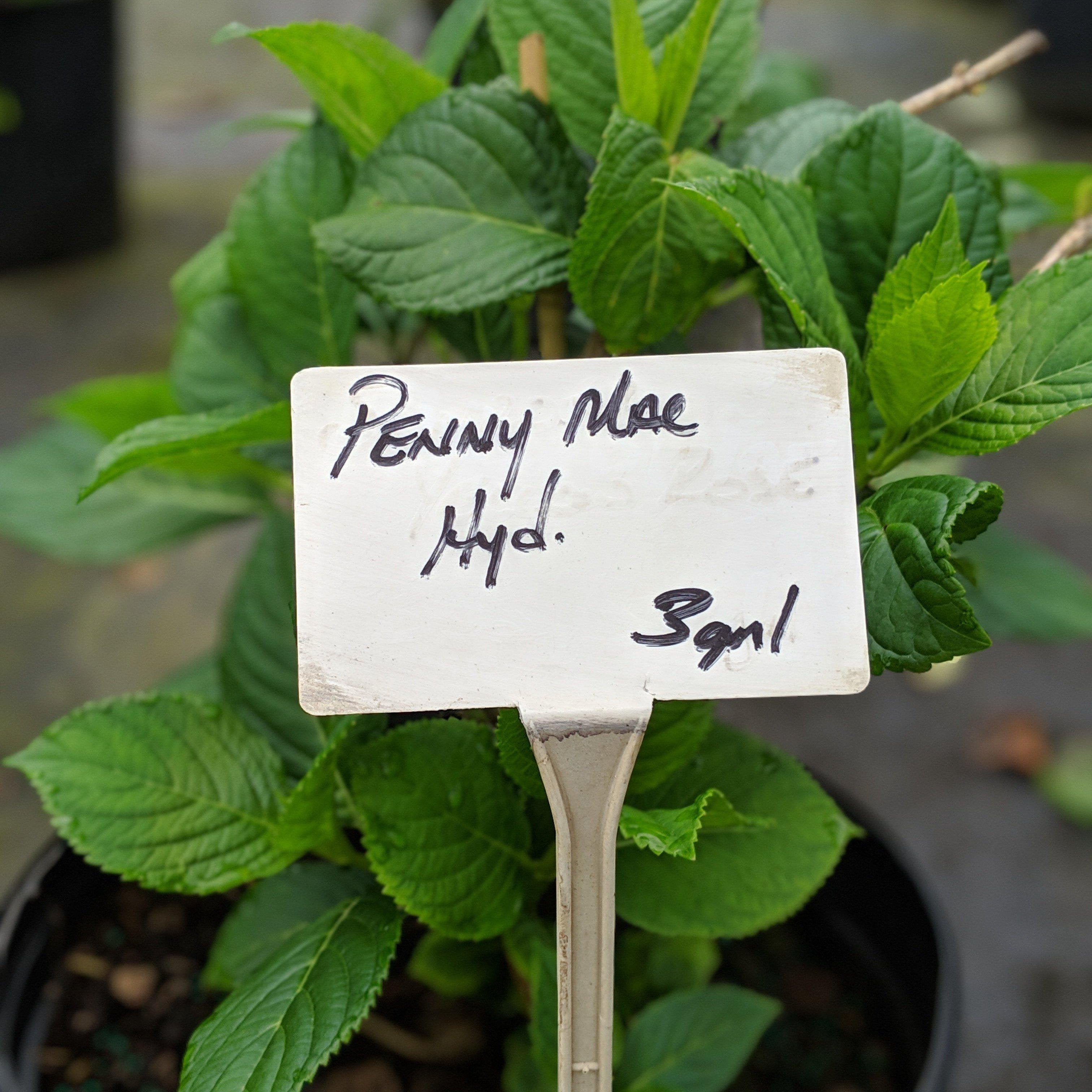 Hydrangea macrophylla 'Penny Mac' ~ Penny Mac Hydrangea