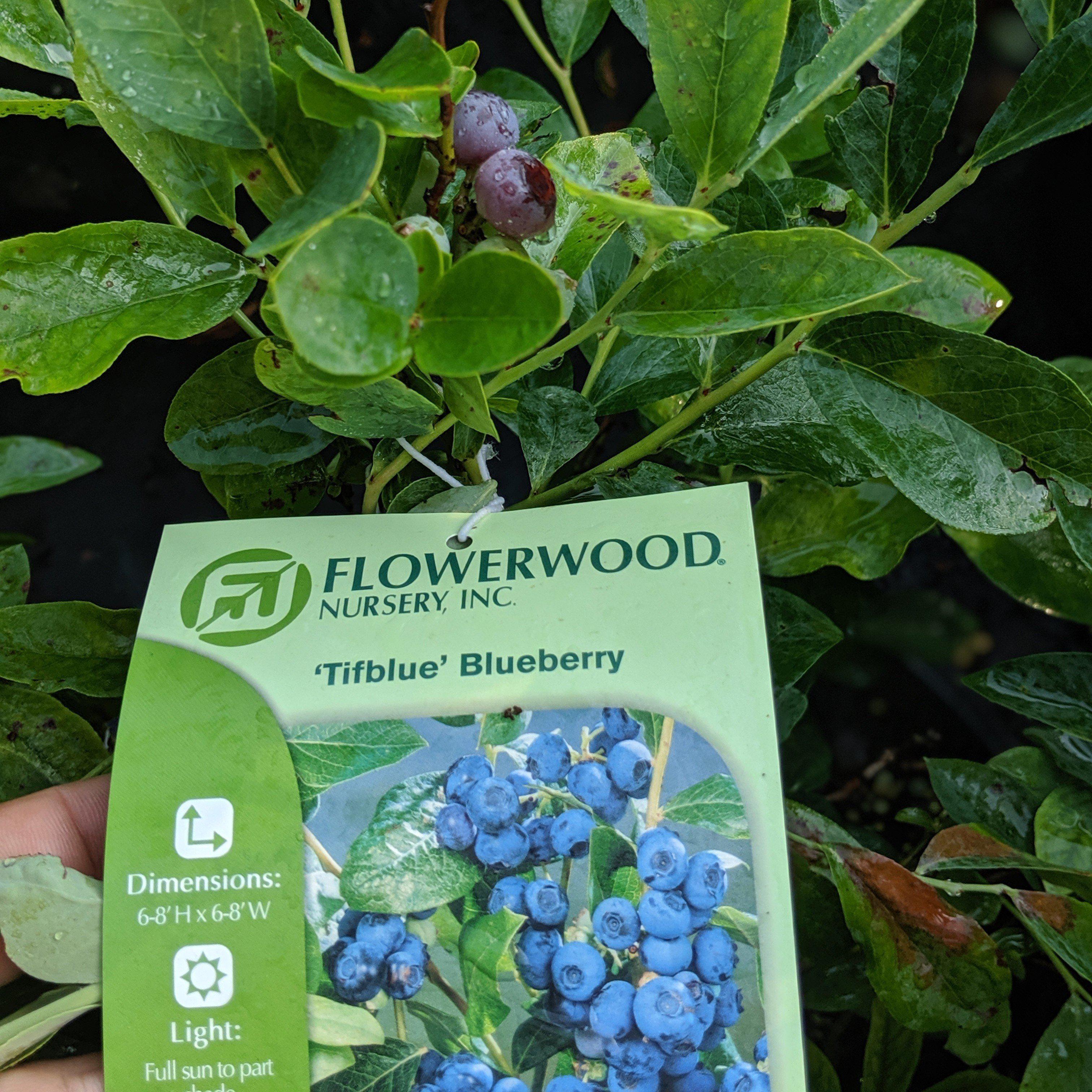 Vaccinium ashei 'Tifblue' ~ 'Tifblue' Rabbiteye Blueberry