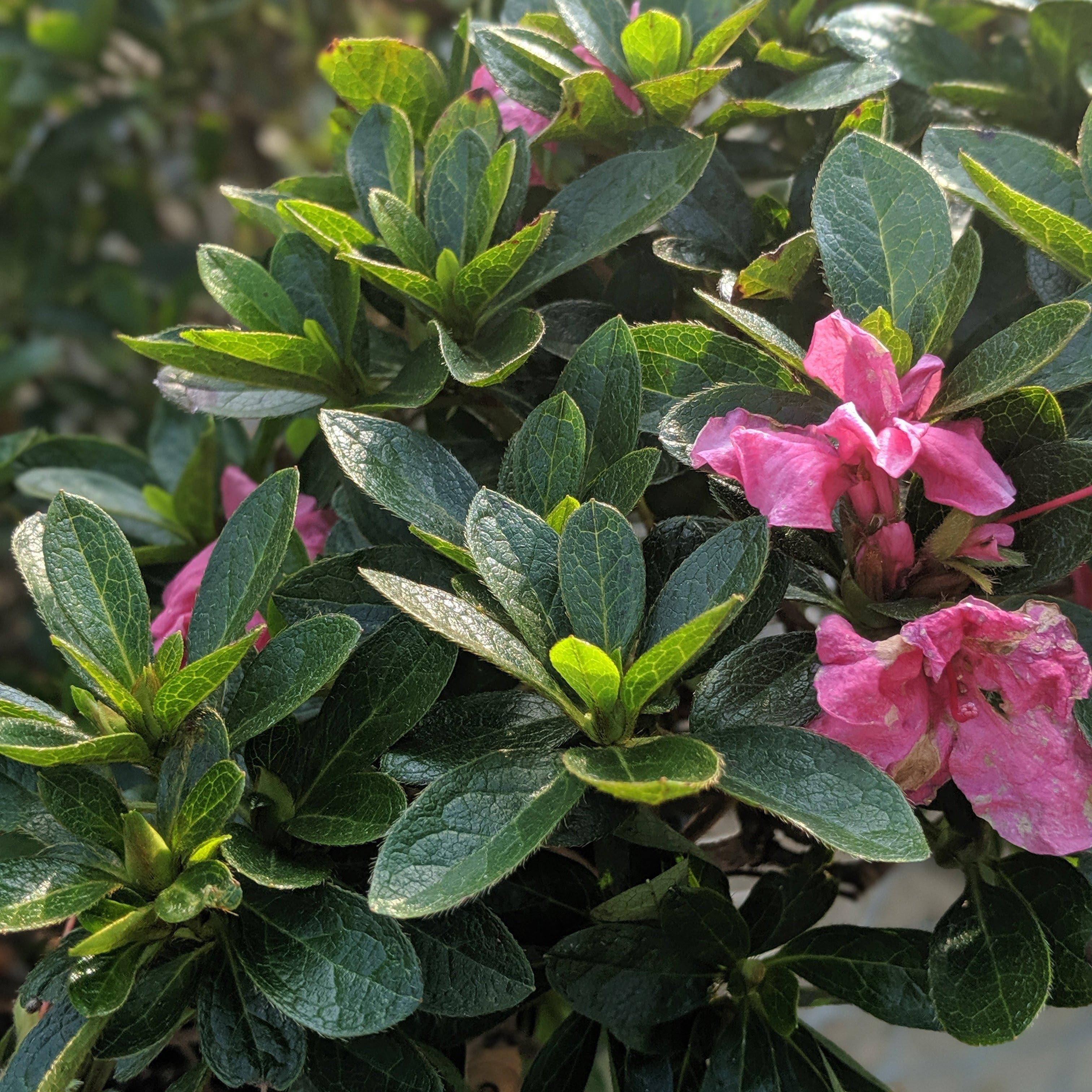 Rhododendron x 'MNIHAR015' ~ Echo® Pink Explosion Azalea