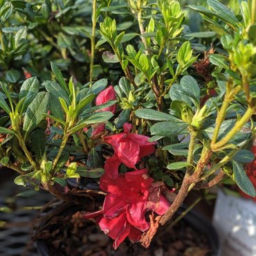 Rhododendron ‘Robleza’ ~ Encore® Autumn Bonfire™ Azalea