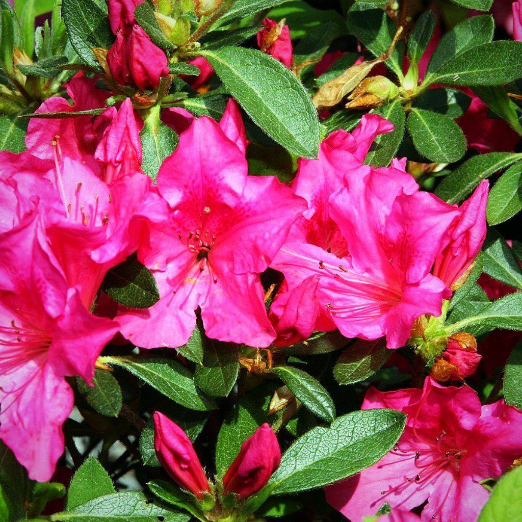 Rhododendron ‘Roblee’ ~ Encore® Autumn Sangria™ Azalea