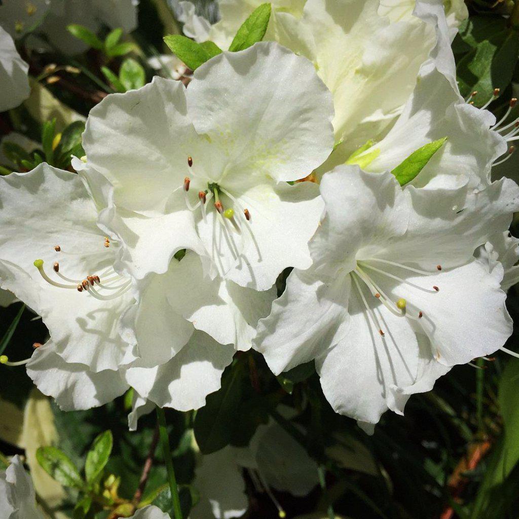 Rhododendron 'Pleasant White' ~ Pleasant White Azalea