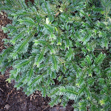 Cephalotaxus harringtonia 'Duke Gardens' ~ Duke Gardens Japanese Plum Yew