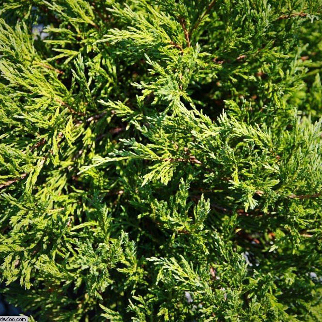 Juniperus horizontalis 'Andorra Compacta' ~ Compact Andorra Juniper