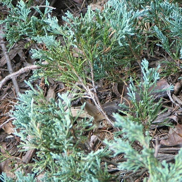 Juniperus horizontalis 'Wiltonii' ~ Blue Rug Juniper