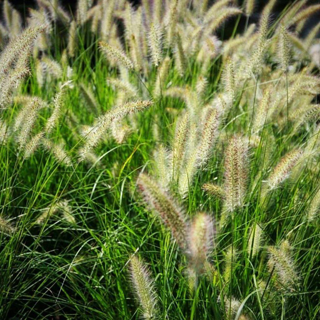 Pennisetum alopecuroides 'Hameln ~ Hameln Fountain Grass