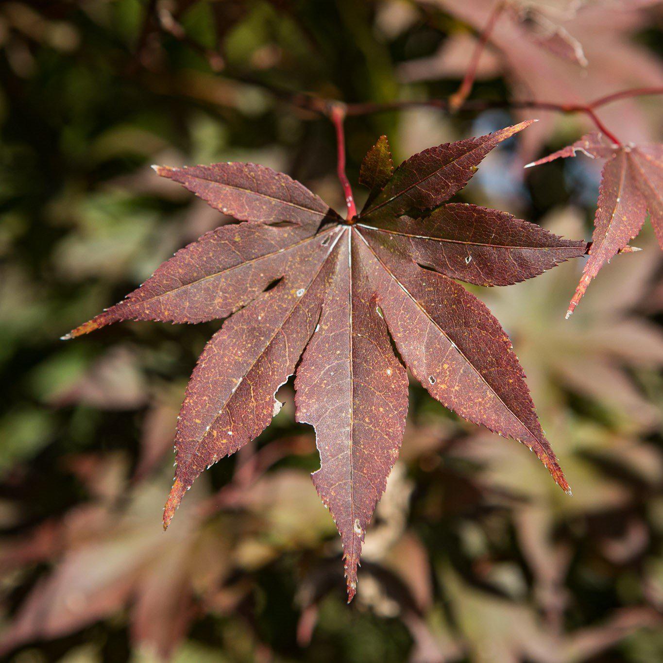 Acer palmatum 'Bloodgood' ~ Japanese Maple 'Bloodgood'