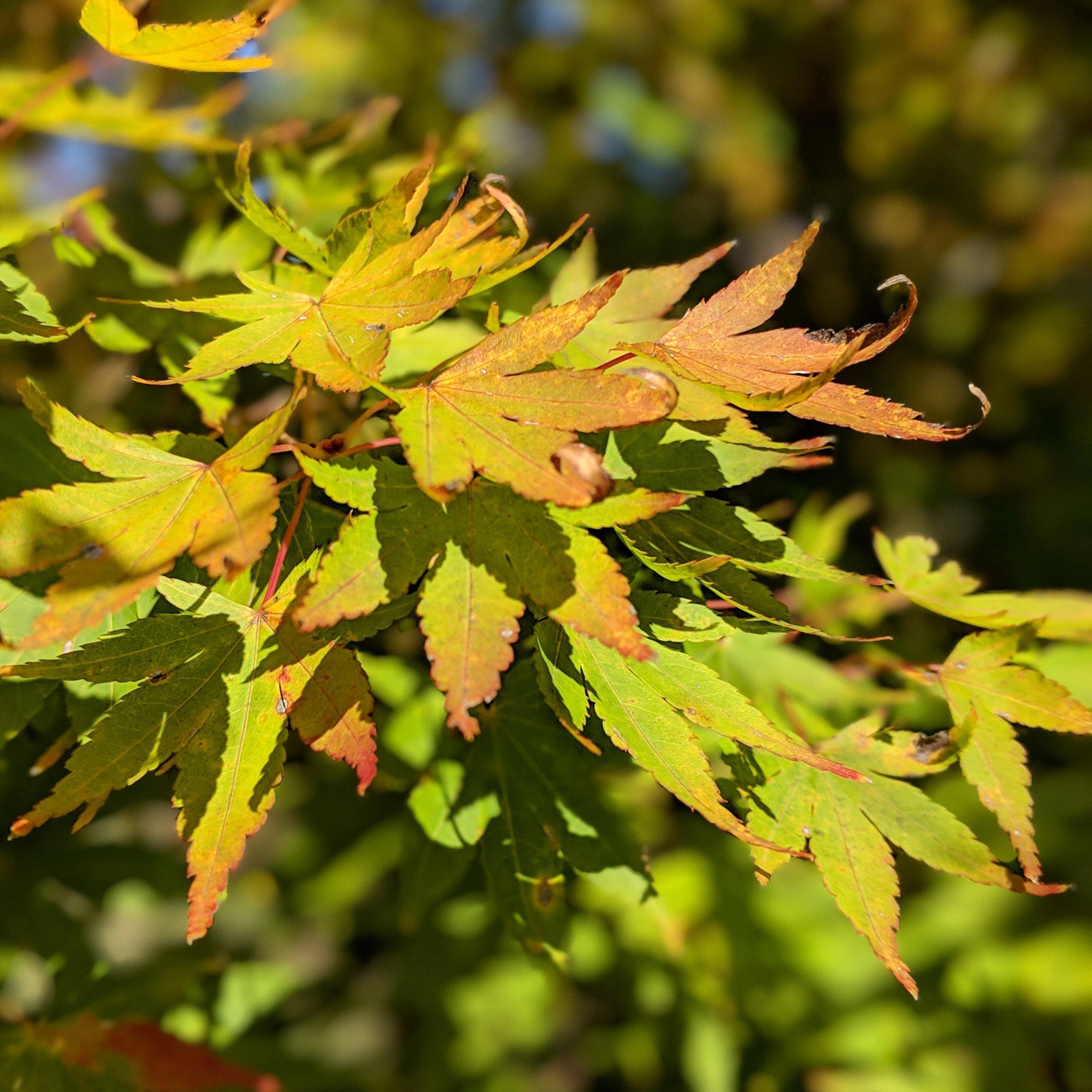 Acer palmatum 'Sango-kaku' ~ Coral Bark Japanese Maple