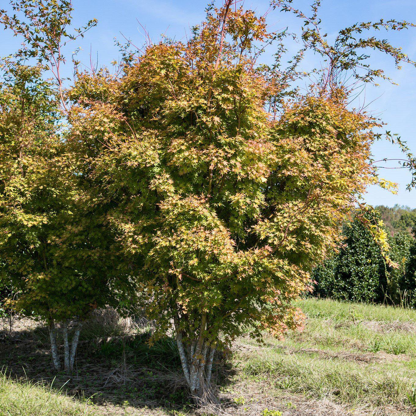 Acer palmatum 'Sango-kaku' ~ Coral Bark Japanese Maple