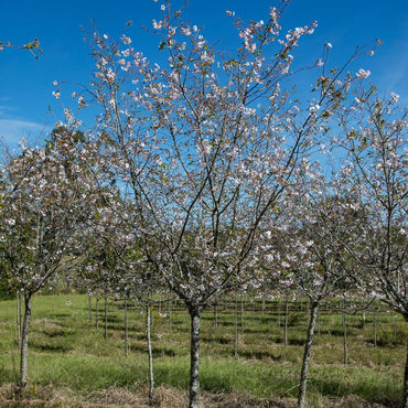 Prunus subhirtella 'Autumnalis' ~ Higan Flowering Cherry