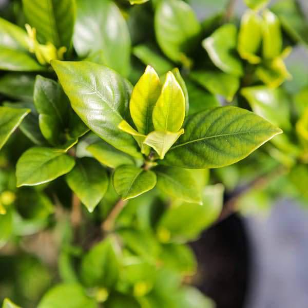 Gardenia jasminoides 'PIIGA-II' ~ First Editions® Sweet Tea™ Gardenia