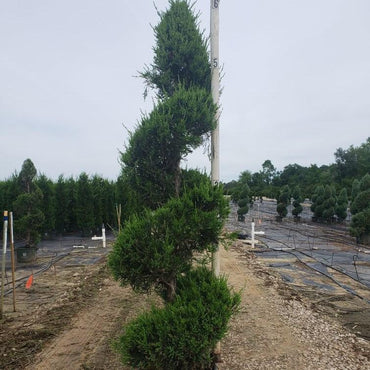 Juniperus chinensis 'Hetzii Columnaris' ~ Green Columnar Juniper