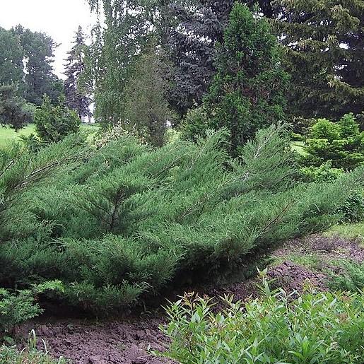 Juniperus chinensis 'Nicks Compact' ~ Nick's Compact Juniper