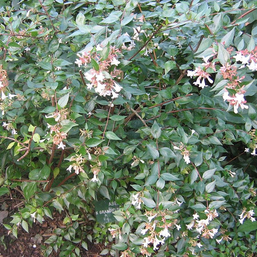 Abelia x grandiflora ~ Glossy Abelia