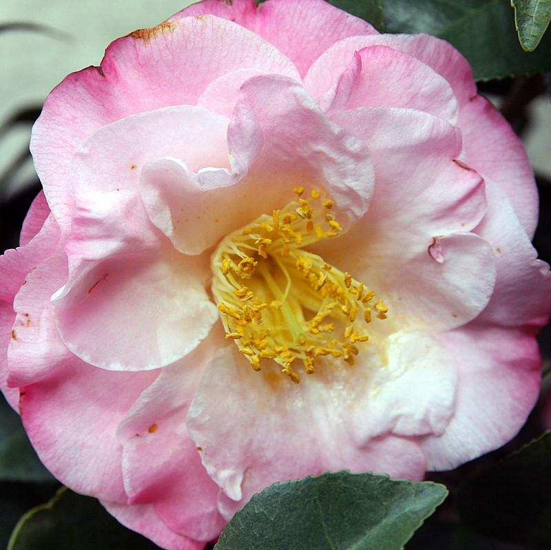 Camellia japonica 'Dr Tinsley' ~ Dr. Tinsley Camellia