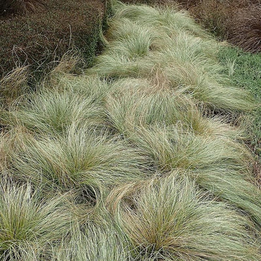 Carex comans 'Frosted Curls' ~ Frosted Curls New Zealand Sedge