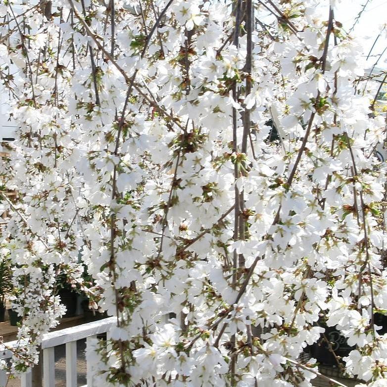 Prunus 'Snofozam' ~ Snow Fountains® Weeping Higan Cherry