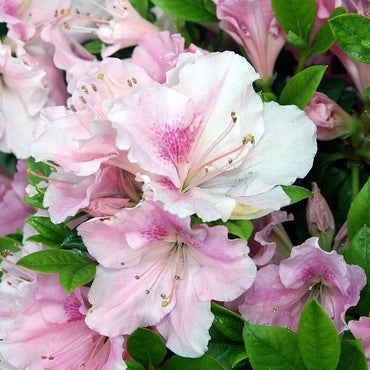 Rhododendron ‘Robleja’ ~ Encore® Autumn Sweetheart™ Azalea