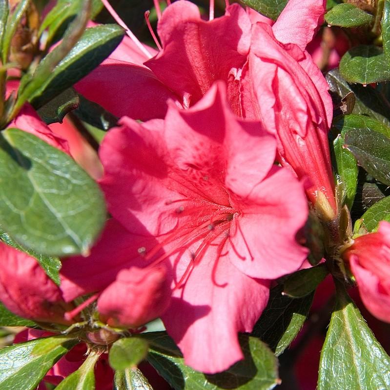 Rhododendron x Girard 'Girard's Rose' ~ Girard's Rose Azalea