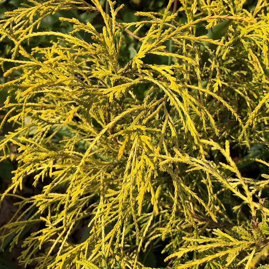 Chamaecyparis pisifera 'Sungold' ~ Sungold Thread-Branch Cypress