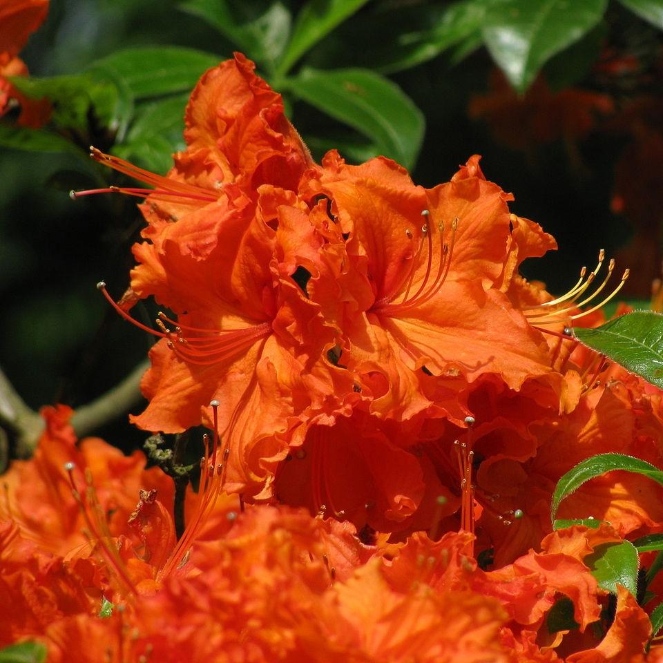 Rhododendron 'Nathan Bedford Forrest' ~ Nathan Bedford Forrest Native Azalea