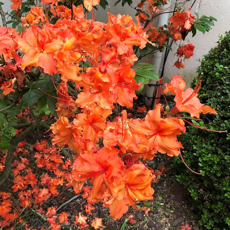 Rhododendron 'Pat Ryan' ~ Pat Ryan Aromi Azalea