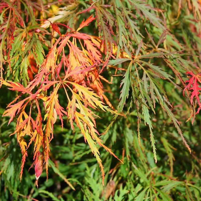 Acer palmatum  var. dissectum 'Waterfall' ~ Waterfall Japanese Maple