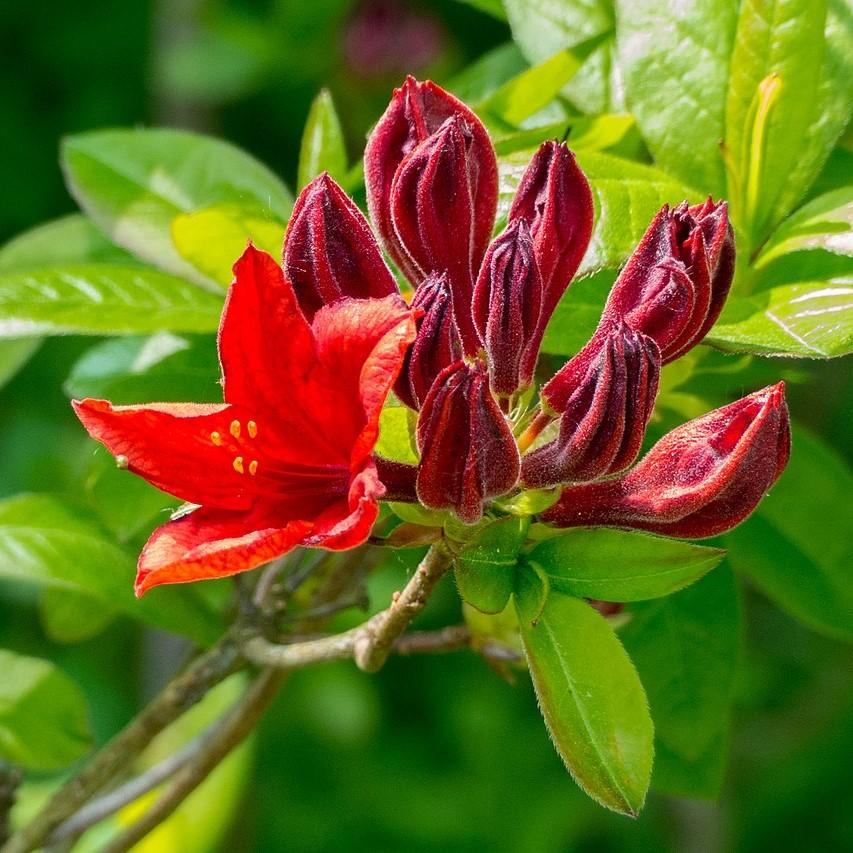 Rhododendron austrinum 'Gallipoli' ~ Red Pepper Native Azalea