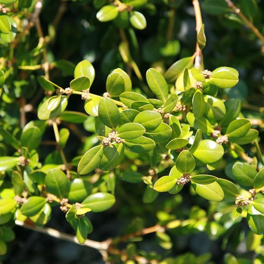 Buxus microphylla 'Wintergreen' ~ Wintergreen Boxwood