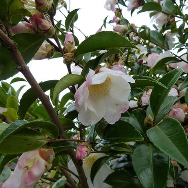 Camellia sasanqua 'Northern Lights' ~ Northern Lights Camellia