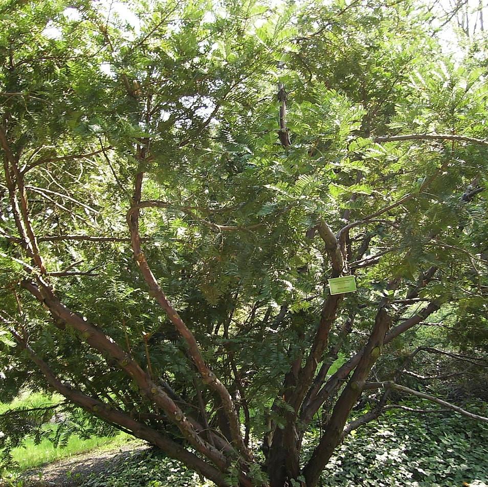 Cephalotaxus harringtonia ~ Plum-Yew