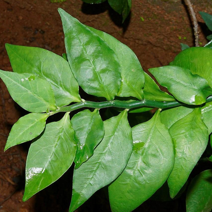Euphorbia tithymaloides ~ Devil's Backbone, Slipper Plant