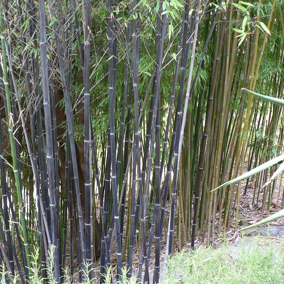 Phyllostachys nigra  ~ Black Bamboo